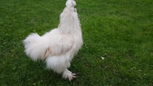 Chinese silk aborigine chicken of small size white color walks on the green grass — Stock Video