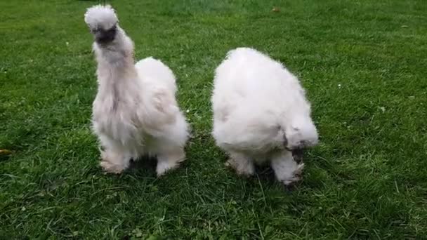 Chinese silk aborigine chicken of small size white color walks on the green grass — Stock Video