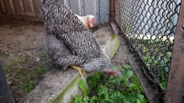 Yazın kümesteki tavuklar çimenleri gagalar. Çiftlik ve kuşların bakımı