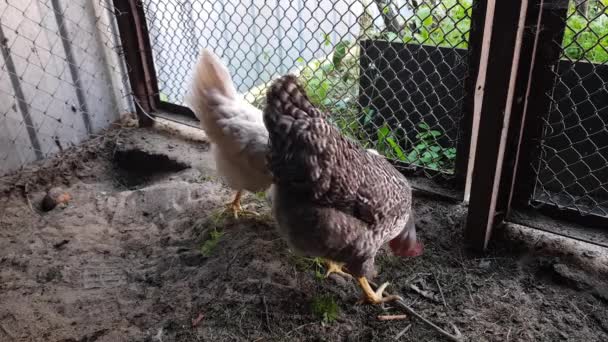 Цыплята в летнем курятнике клюют траву. техническое обслуживание фермы и птиц — стоковое видео