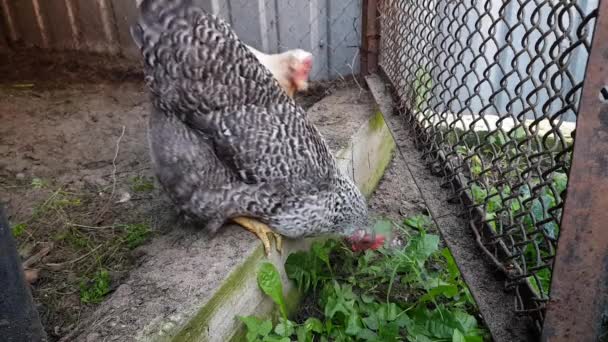 Kurczaki w letniej klatce dziobają trawę. utrzymanie gospodarstw i ptaków — Wideo stockowe