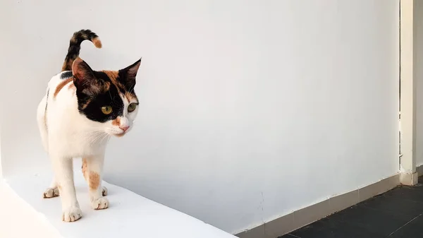 Katten Tricolor Vit Bakgrund Vit Svart Och Röd Ull Elegant — Stockfoto