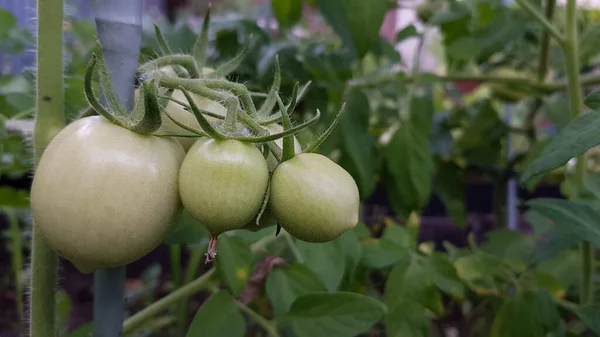 Gröna Tomater Mognar Gren Grönsaksskörd — Stockfoto