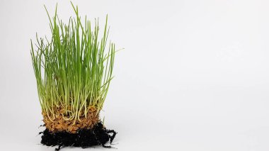 Beyaz arka planda filizlenmiş buğday taneleri. yeşil filizler.