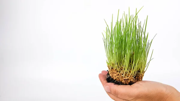 Grains Blé Germés Sont Tenus Par Main Homme Sur Fond Photo De Stock