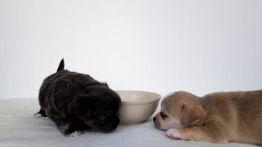 Bir kase yemeğin yanında beyaz ve siyah renkli iki sakar chihuahua yavrusu. Bir köpek yavrusu uyuyor, diğeri sendeliyor. Tatlı bebekler.