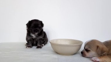 Bir kase yemeğin yanında beyaz ve siyah renkli iki sakar chihuahua yavrusu. Bir köpek yavrusu uyuyor, diğeri sendeliyor. Tatlı bebekler.