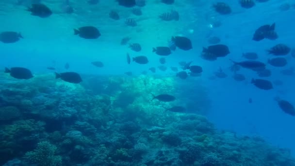 Disparos Bajo Agua Mar Rojo Peces Colores Egipto — Vídeo de stock