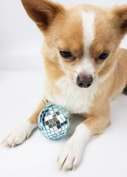 Chihuahua de color cervatillo claro sobre un fondo blanco junto a un espejo de plata juguete de Navidad — Foto de Stock