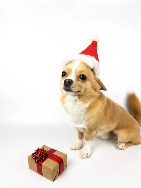 Chihuahua világos gyáva szín egy fehér háttér Mikulás kalap. Mellette van egy piros szalaggal díszített karácsonyi ajándék papírba csomagolva. — Stock Fotó