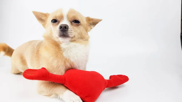 Un chihuahua de color blanco se sienta sobre un fondo blanco junto a un corazón de felpa roja. fondo para saludos de San Valentín —  Fotos de Stock