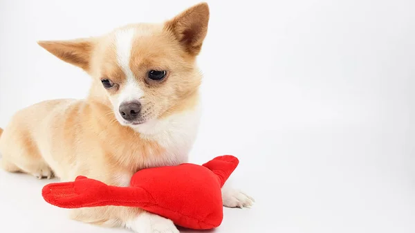 A white colored chihuahua sits on a white background next to a red plush heart. background for Valentines day greetings — стокове фото