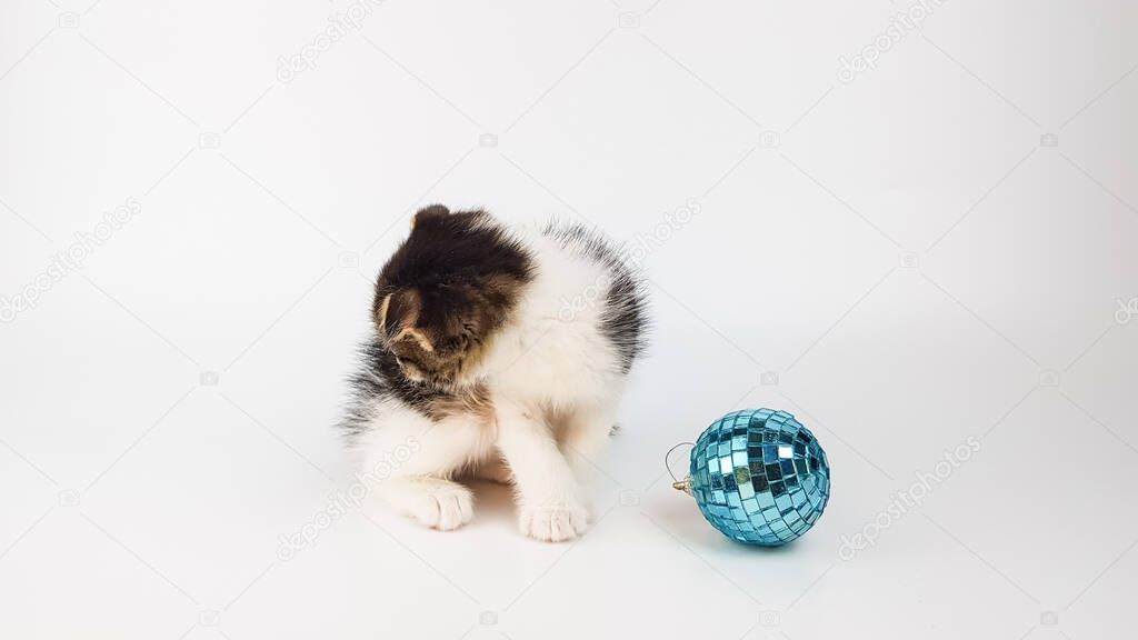 A cute little kitten is sitting next to a Christmas toy in the form of a blue ball. the image of the cat is isolated on white. new year's background.