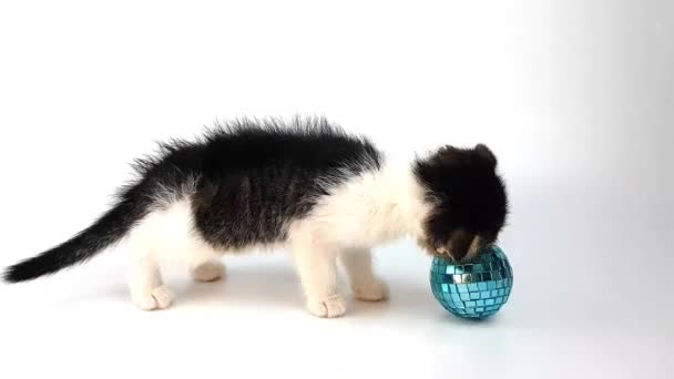 Симпатичний маленький кошеня сидить поруч з різдвяною іграшкою у вигляді блакитного м'яча. зображення кота ізольоване на білому. фон нових років — стокове відео