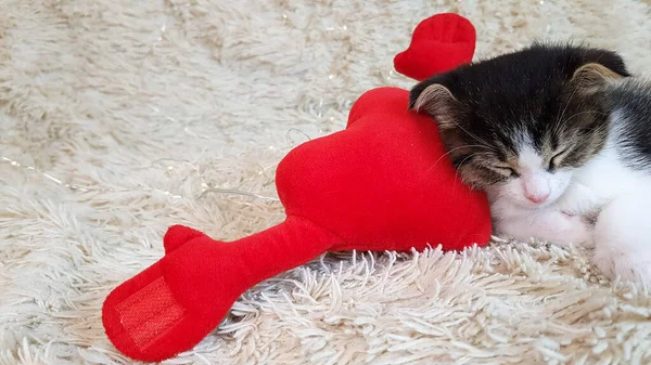 Gatinho Bonito Coração Vermelho Fundo Leve Fundo Para Dia Dos — Fotografia de Stock