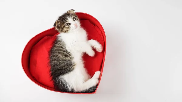 Chaton Mignon Intérieur Coeur Rouge Sur Fond Blanc Félicitations Affectueuses — Photo