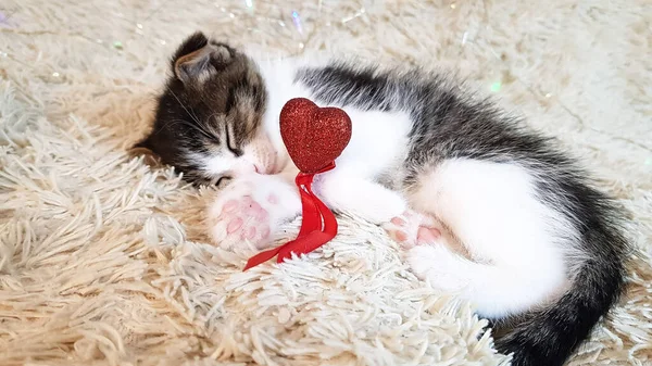 Söt Liten Kattunge Och Ett Rött Hjärta Ljus Bakgrund Bakgrund — Stockfoto