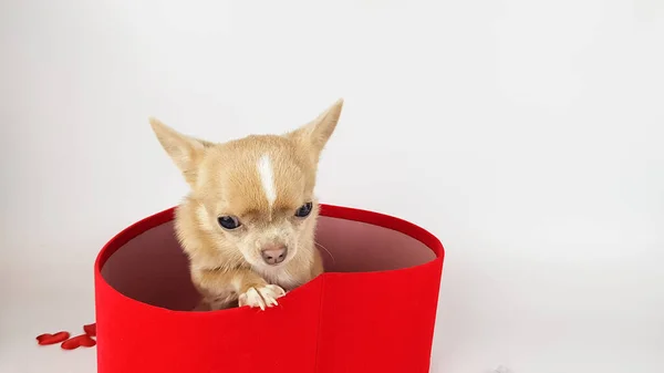 Pequeño Cachorro Chihuahua Color Claro Sienta Una Caja Forma Corazón — Foto de Stock