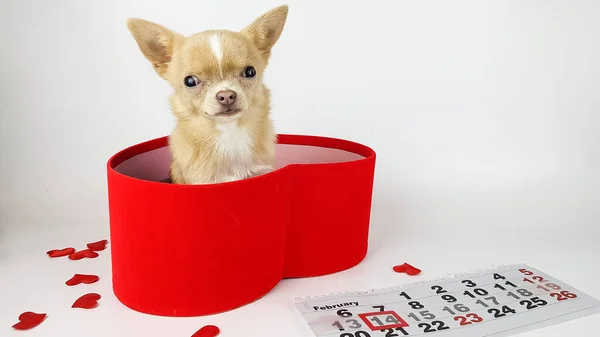 Pequeño Cachorro Chihuahua Color Claro Sienta Una Caja Forma Corazón — Foto de Stock