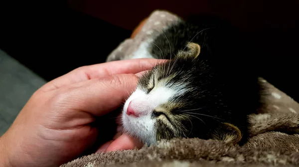 Ένα Χαριτωμένο Γατάκι Στα Χέρια Ενός Άντρα Σκοτεινό Φόντο Κοιμάται — Φωτογραφία Αρχείου