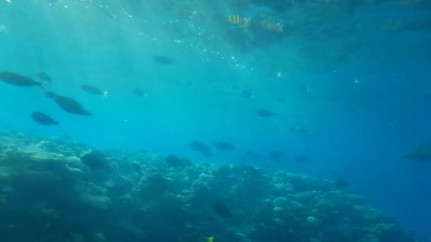 Terumbu karang di laut merah di Mesir diambil dari kapal selam — Stok Video