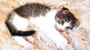 Şirin bir kedi yavrusu tüylü bir battaniyenin üzerinde uyuyor. komik hayvanlar..