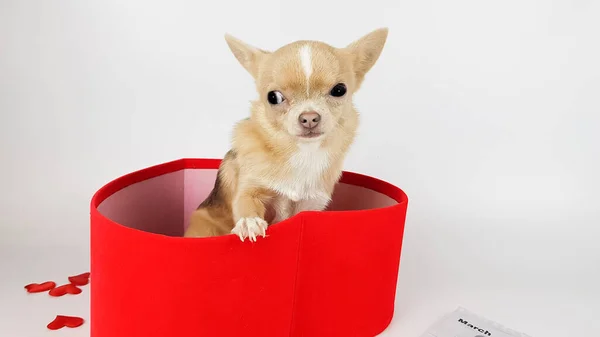 Pequeño Cachorro Chihuahua Color Claro Sienta Una Caja Forma Corazón — Foto de Stock