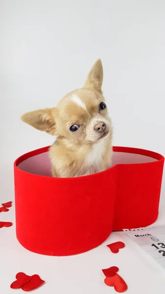 Pequeño Cachorro Chihuahua Color Claro Sienta Una Caja Forma Corazón — Foto de Stock