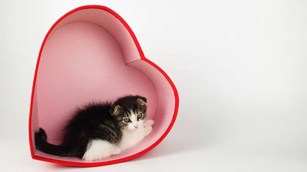 Lindo Gatito Corazón Rojo Saludo Agradable Para Día San Valentín — Foto de Stock