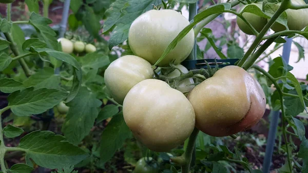 Los Tomates Verdes Maduran Rama Cosecha Hortalizas —  Fotos de Stock