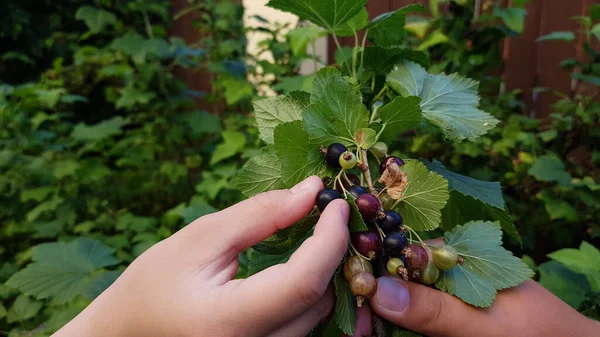 Barns Händer Samlar Vinbär Sommaren — Stockfoto