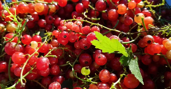 Clusters Red Currants Hang Bush Summer Berry Ripe Natural Vitamins — Stock Photo, Image