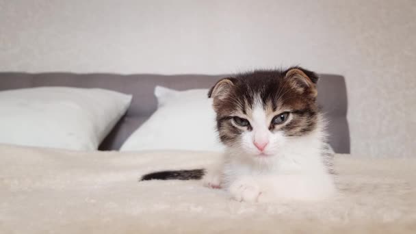 Um gatinho bonito está deitado em uma cama com lençóis brancos e quer dormir. foco seletivo — Vídeo de Stock