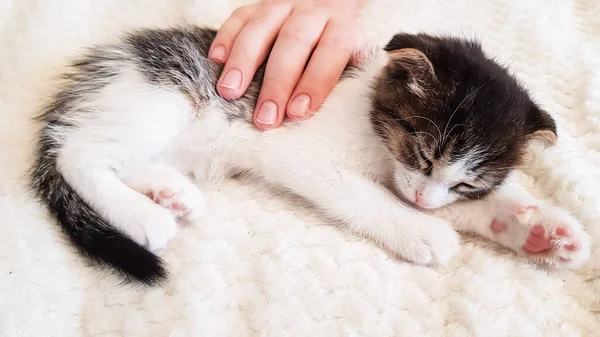 a cute little kitten falls asleep and is stroked by a child\'s hand. relationship and love of man and animals
