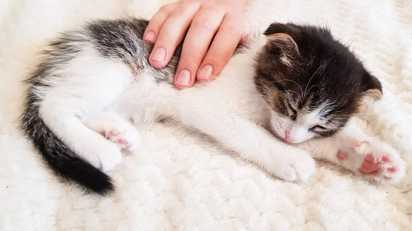 a cute little kitten falls asleep and is stroked by a child's hand. relationship and love of man and animals