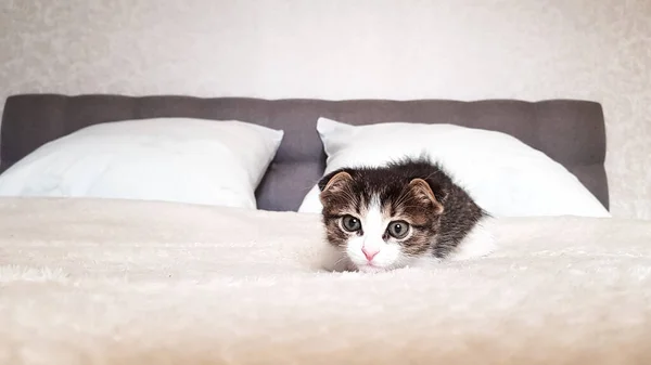 고양이가 카메라를 천으로 침대에 — 스톡 사진