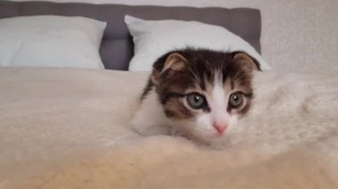 Sarkık kulaklı bir kedi yavrusu kameraya bakar ve beyaz çarşaflı bir yatakta yatar.