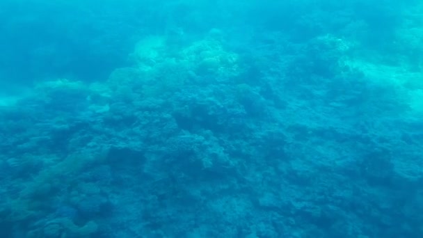 Arrecife de coral retirado de un barco con fondo transparente en Egipto — Vídeo de stock