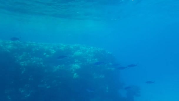 Récifs Coralliens Dans Mer Rouge Egypte Prises Sous Marin — Video