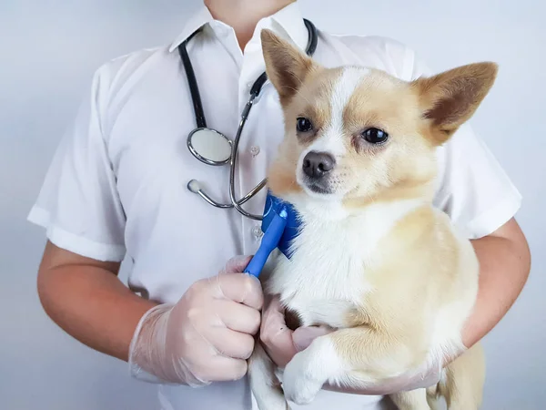 Dierenarts Houdt Een Kleine Chihuahua Hond Een Borstelkam Vast Behandeling — Stockfoto