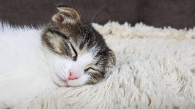 Sevimli, küçük, sarkık kulaklı bir kedi yavrusu tüylü, sarı bir battaniyenin üzerinde uyuyor..