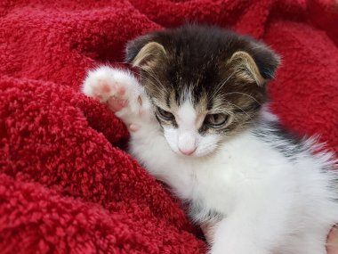 Yumuşak kırmızı bir arka planda sevimli, sarkık kulaklı bir kedi yavrusunun portresi. Samimi bir evde sevilen hayvanlar.