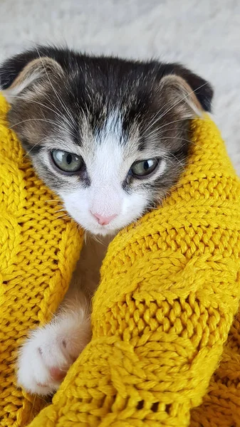 Schattige Kleine Lop Eared Kitten Ligt Een Gele Gebreide Deken — Stockfoto