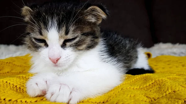 Ein Süßes Kleines Schlappohr Kätzchen Schläft Auf Einer Flauschigen Gelben — Stockfoto