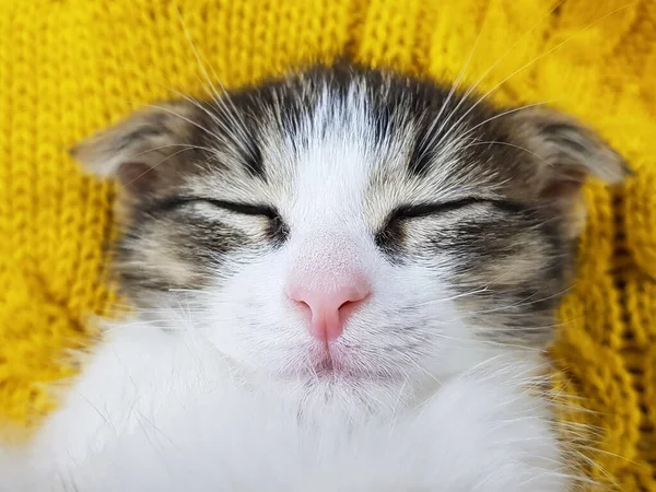 Милий Маленький Кошеня Спить Пухнастій Жовтій Язаній Ковдрі — стокове фото