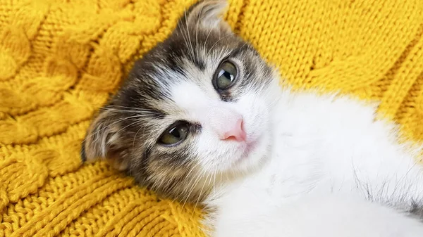 Carino Piccolo Gattino Lop Ear Sdraiato Una Coperta Maglia Gialla — Foto Stock