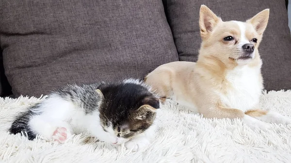 Pequeño Lindo Gatito Lop Eared Chihuahua Blanco Durmiendo Juntos Sofá —  Fotos de Stock