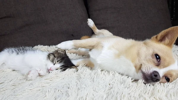 Pequeno Gatinho Bonito Lop Orelha Chihuahua Branco Dormindo Juntos Sofá — Fotografia de Stock