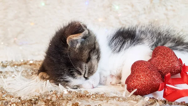 Söt Liten Kattunge Och Ett Rött Hjärta Ljus Bakgrund Bakgrund — Stockfoto