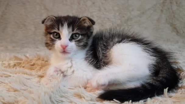 파란 눈을 가진 귀엽고 작은 새끼 고양이가 하얀 담요 위에 누워 카메라와 하품을 바라봅니다. — 비디오